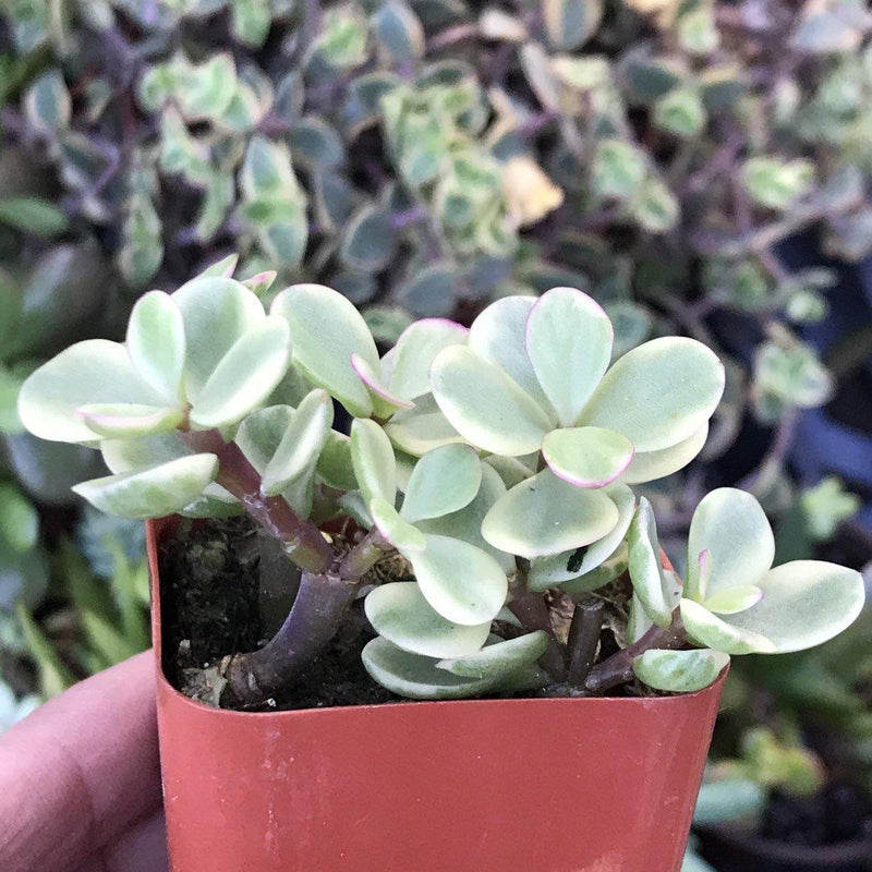 Zensability Online Plant Nursery Portulacaria afra variegated succulent plant, live ROOTED plant gift, Small Slow-Growing Green Cream Variegated Leaves, 2 INCH