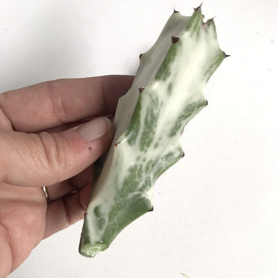 Succulent Cuttings Zensability green white live unrooted plant 'Dragon Bones' Euphorbia lactea, 2-6 INCH options