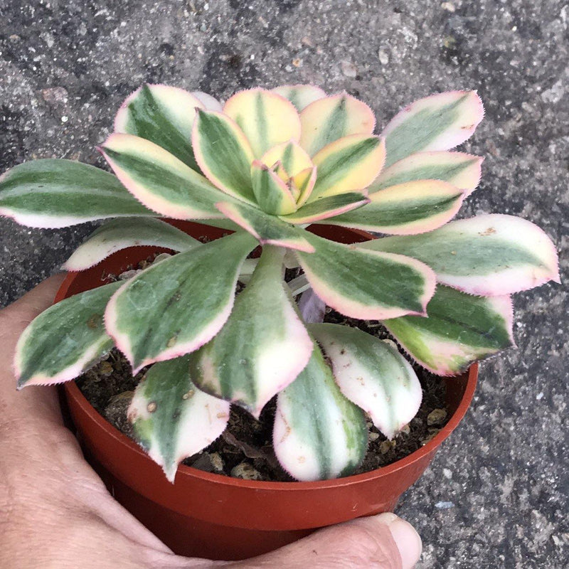 Zensability Live Succulent Plant, Variegated Garden Plant Aeonium &