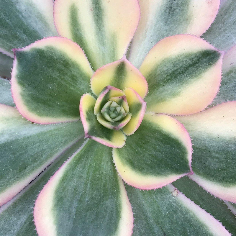 Zensability Live Succulent Plant, Variegated Garden Plant Aeonium &