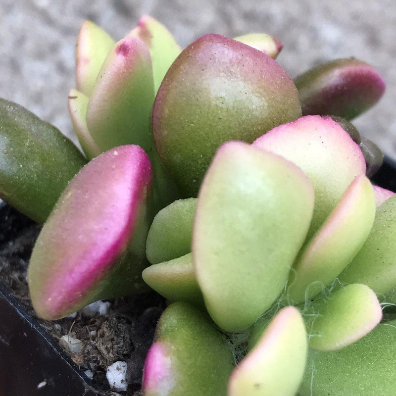 Pink and yellow leaves on Anacampseros rufescens variegata live succulent plant, in a 2 inch pot