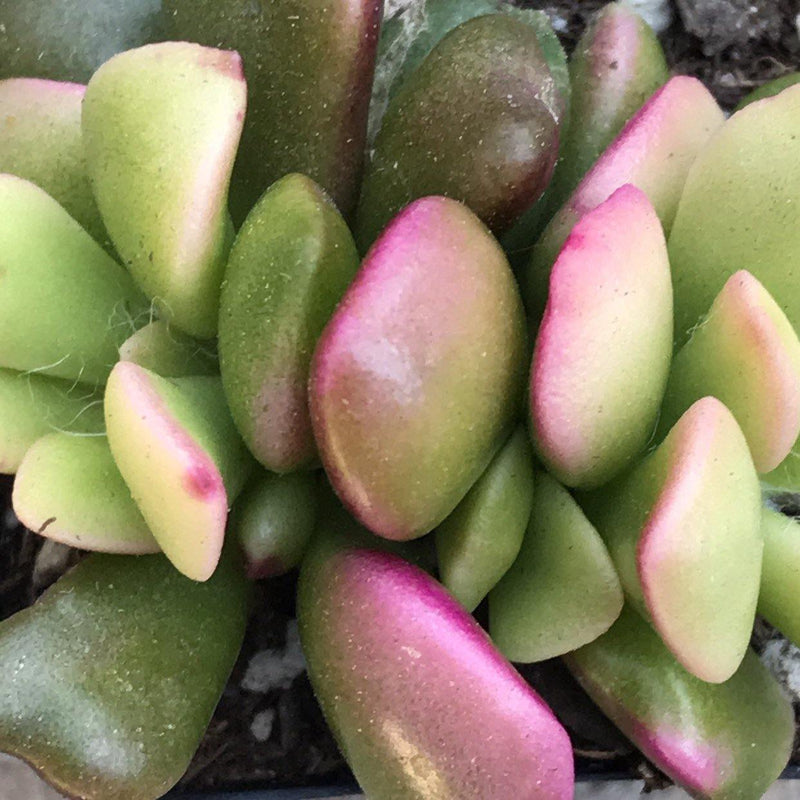 Yellow pink and green succulent plant, Anacampseros rufescens variegata Zensability succulent plant
