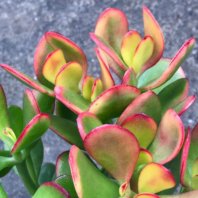 Bright colors on Crassula ovata 'Hummel's Sunset' succulent plant, Zensability