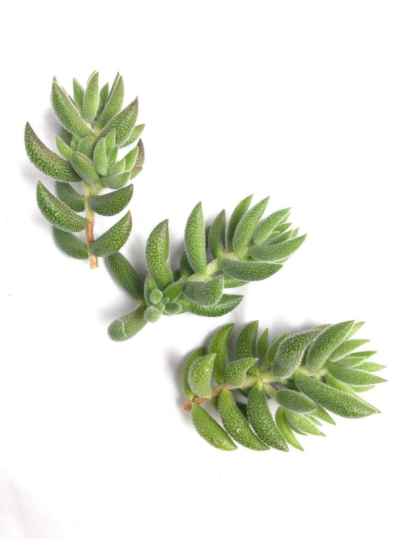 Cuttings - Crassula mesembryanthemoides live succulent plant for sale, unrooted, Zensability Plants, Succulents and Hoyas