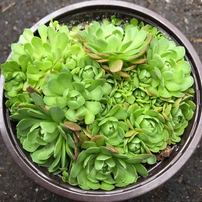Zensability Rosularia crysantha succulent plant cluster shown in 4" pot