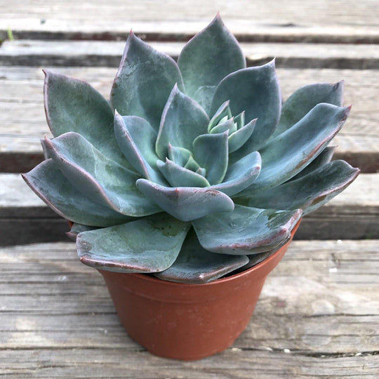 Echeveria 'Princess Blue' - 4”