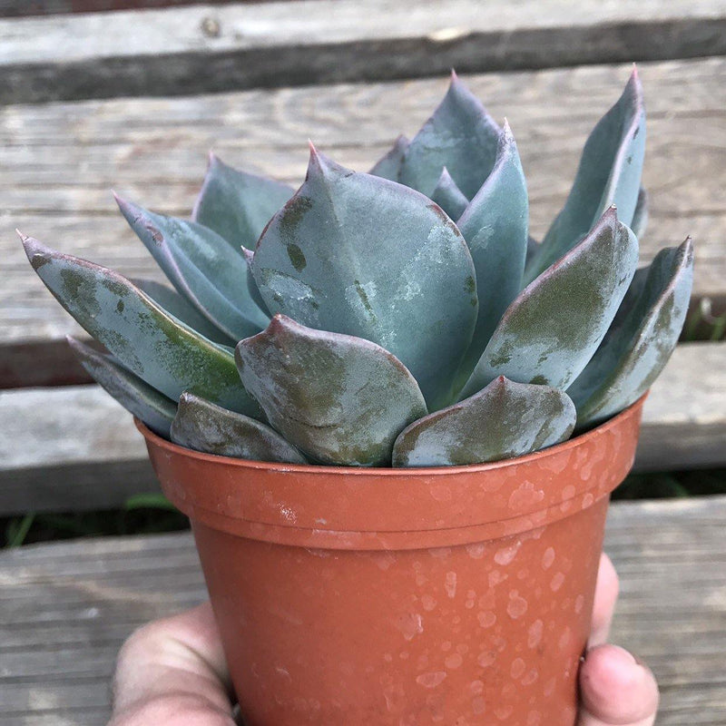 Echeveria &
