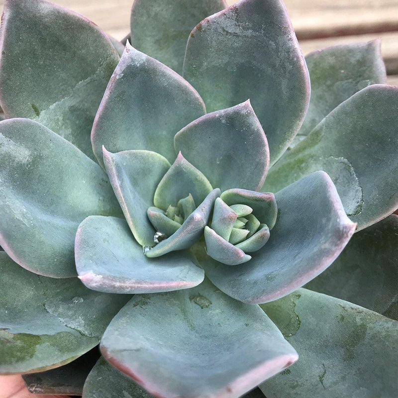 Echeveria &