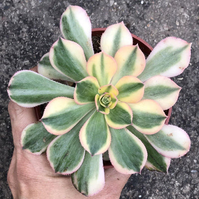 Zensability Live Succulent Plant, Variegated Garden Plant Aeonium 'Sunburst'; 4 INCH