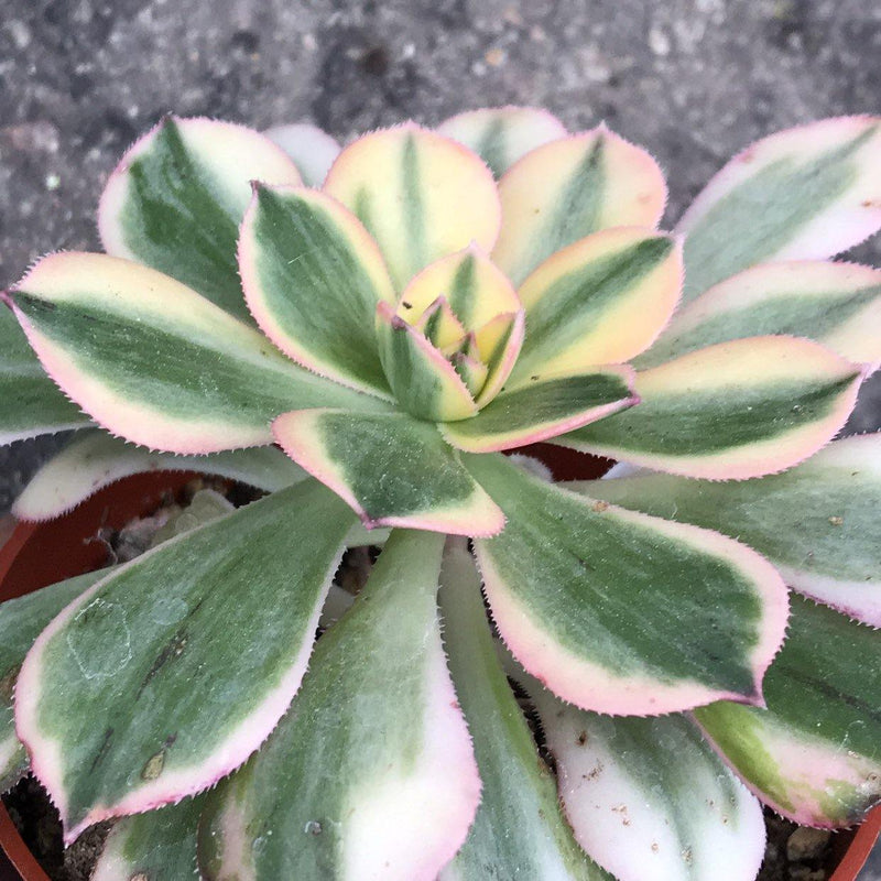 Zensability Live Succulent Plant, Variegated Garden Plant Aeonium &