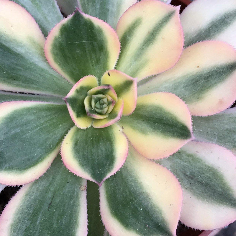 Zensability Live Succulent Plant, Variegated Garden Plant Aeonium &