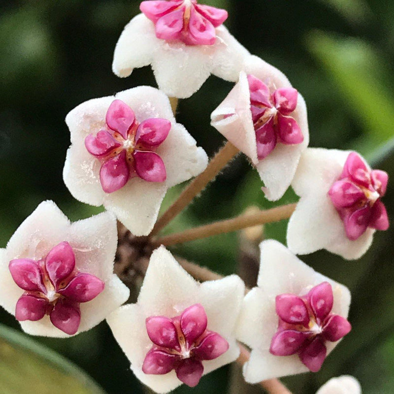 Hoya obovata flowers white star clusters each with a pink star shaped center- Zensability
