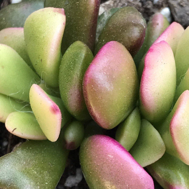 Pink and yellow coloration on Anacampseros rufescens variegata live succulent plant, Zensability