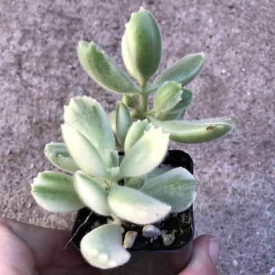 Zensability Green yellow Fuzzy Cotyledon tomentosa variegated 'Bear's Paw' small live succulent plant, 2 INCH