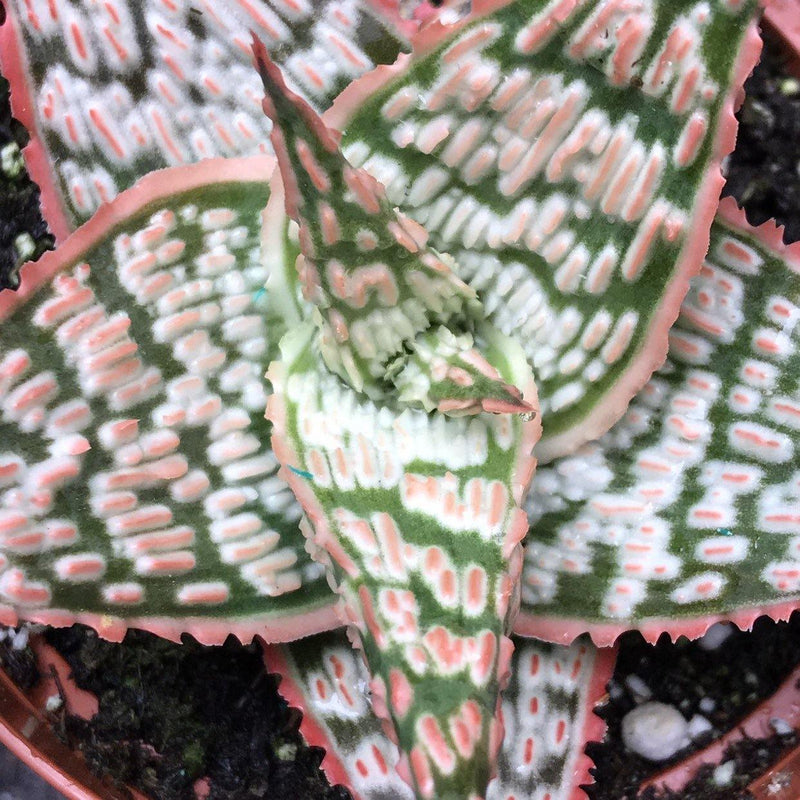 Aloe Pink Blush Hybrid, Zensability Live Succulent Garden Plant, 2 and 4 INCH options