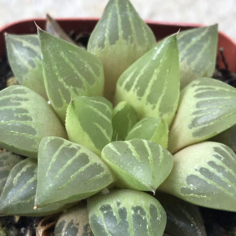 Haworthia retusa rooted live Zensability small succulent plant, 2 INCH
