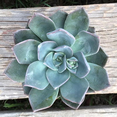 Echeveria 'Princess Blue' live outdoor rosette xeriscape succulent garden plant, 4"