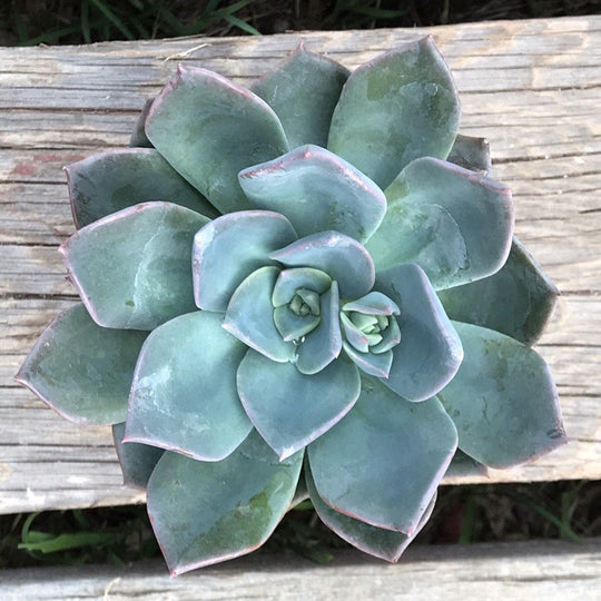 Echeveria 'Princess Blue' - 4”
