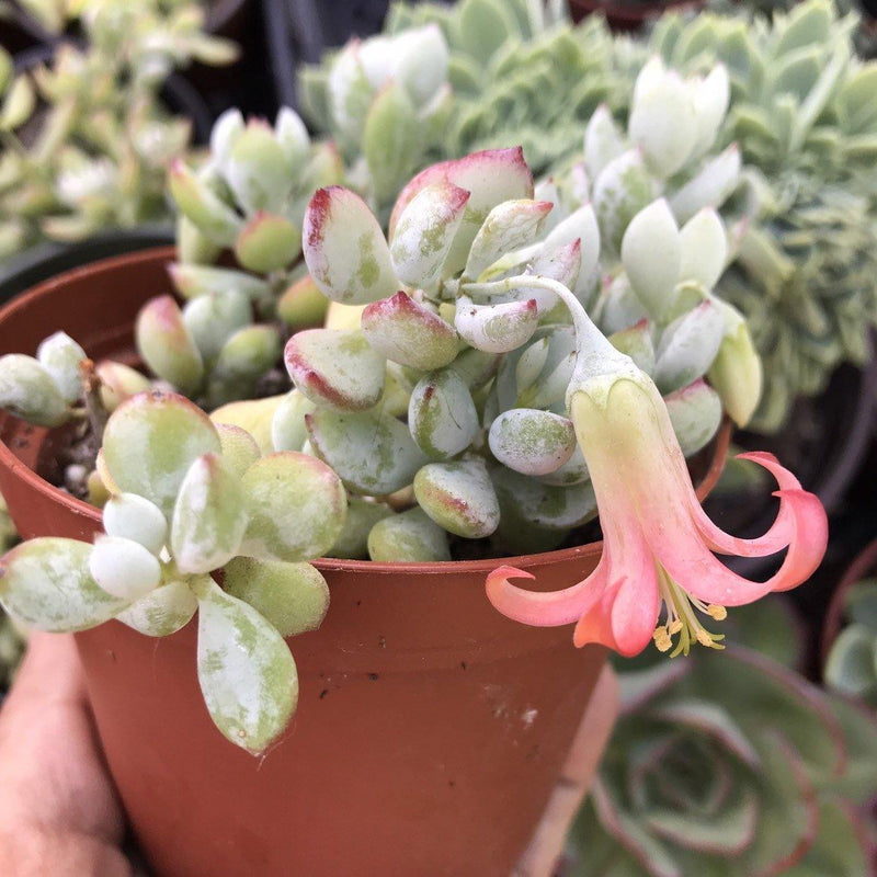 Cotyledon pendens - 4” - Zensability