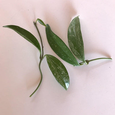 Hoya pubicalyx cuttings live unrooted house plant, cuttings have at least one leaf node each, leaves are dark green with varying amount of silver dots, Zensability Plants, Succulents and Hoyas
