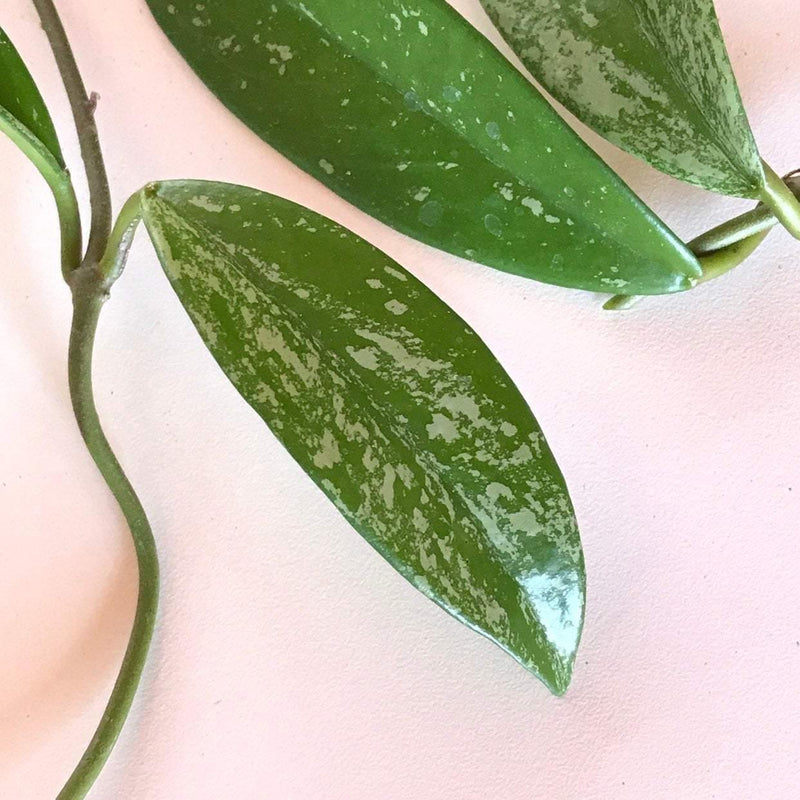 Hoya pubicalyx cuttings live unrooted house plant, Hoya pubicalyx cuttings live unrooted house plant, cuttings have at least one leaf node each, leaves are dark green with varying amount of silver dots, Zensability Plants, Succulents and Hoyas