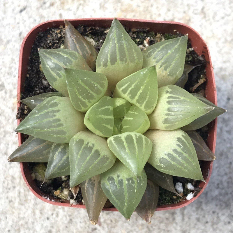 Haworthia retusa rooted live Zensability small succulent plant, 2 INCH