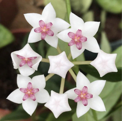 Hoya 'Bella' live rooted indoor wax house plant gift, 2"