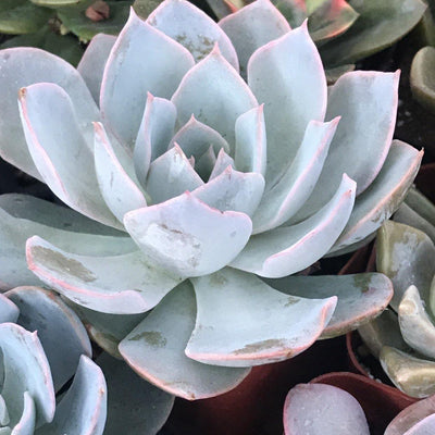 Small Succulent Plant Echeveria subsessillis - Zensability live rooted blue outdoor, 2 INCH