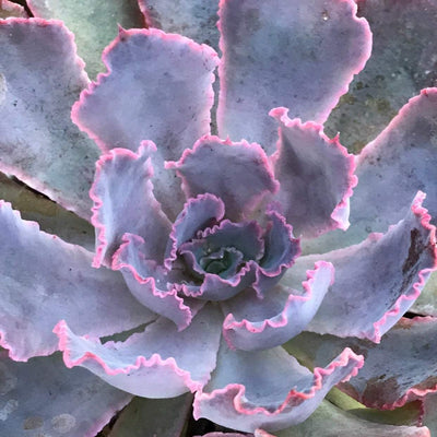 Echeveria 'Neon Breakers' ruffled colorful live rooted rosette succulent garden plant gift, 4"