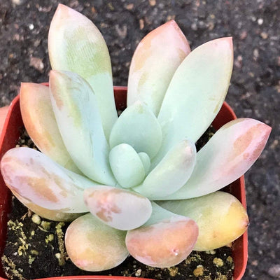 Zensability Graptoveria 'Opalina' small live outdoor succulent garden plant, 2"