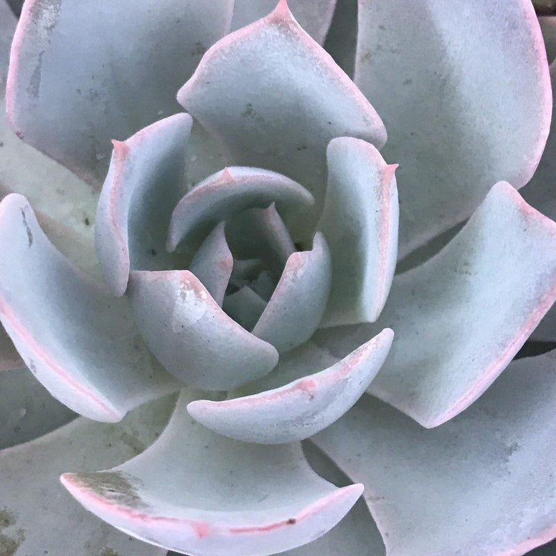 Small Succulent Plant Echeveria subsessillis - Zensability live rooted blue outdoor, 2 INCH