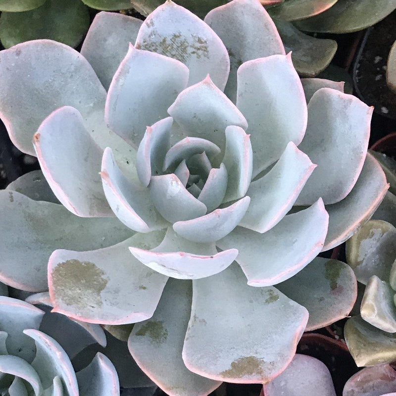 Small Succulent Plant Echeveria subsessillis - Zensability live rooted blue outdoor, 2 INCH
