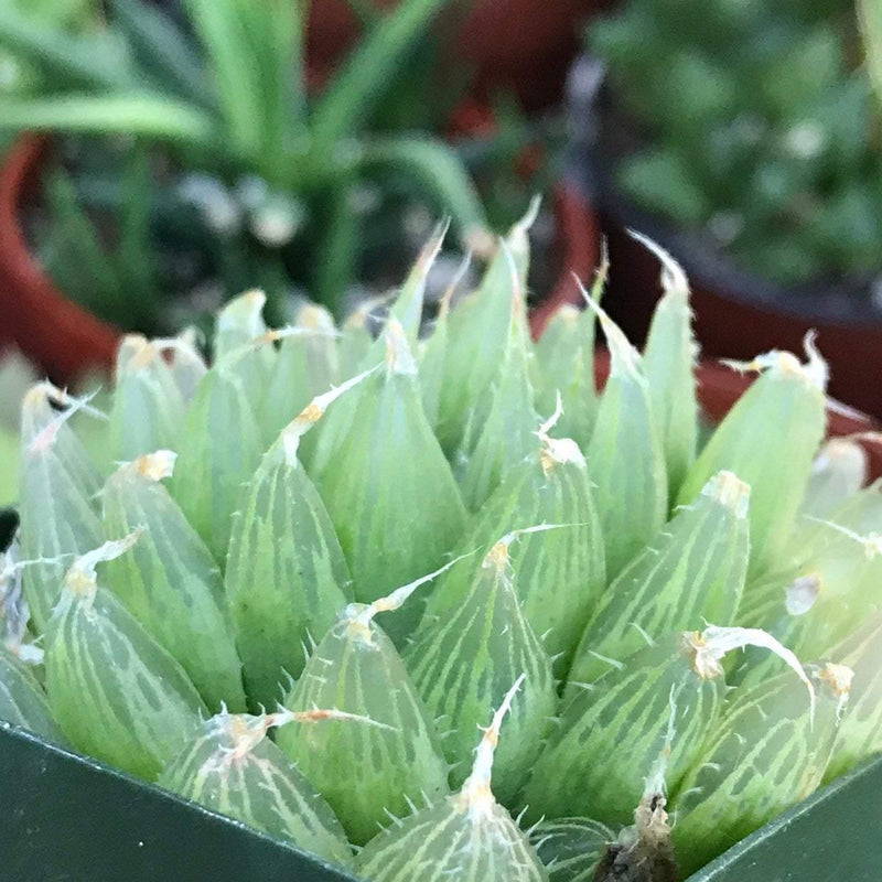 Haworthia cymbiformis live outdoor indoor succulent xeriscape garden plant gift, 2" housewarming home and patio decor