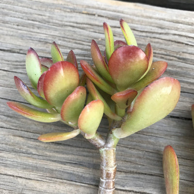 Succulent CUTTINGS - Zensability red orange green Crassula ovata 'Crosby's Dwarf' LIVE plant, 2-3 INCH