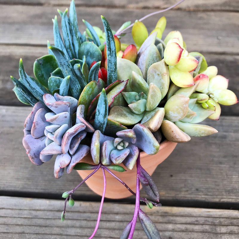 Succulent Plant DIY Kit with LIVE Cuttings, 3 INCH Terracotta pot Design-Your-Own, Zensability multiple colored succulents