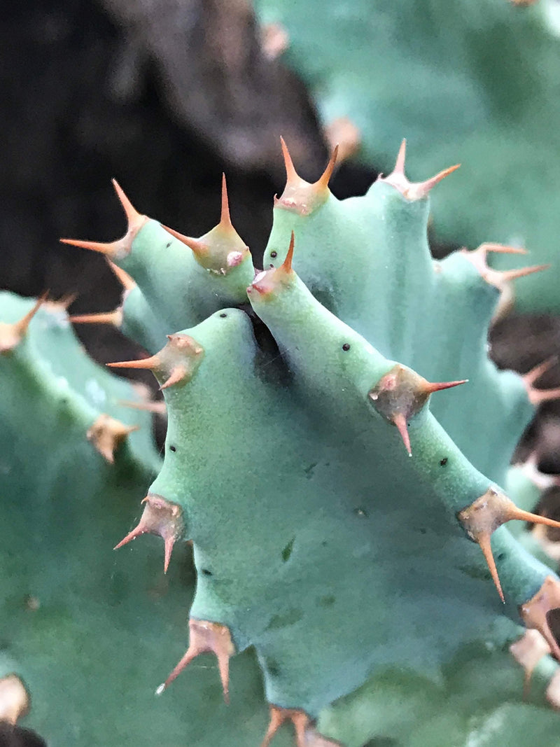 Succulent Cutting, Euphorbia resinifera, live unrooted outdoor plant gift,  2-3"