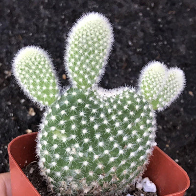 Opuntia microdasys 'Bunny Ears Cactus' live outdoor small green white succulent plant, 2 INCH