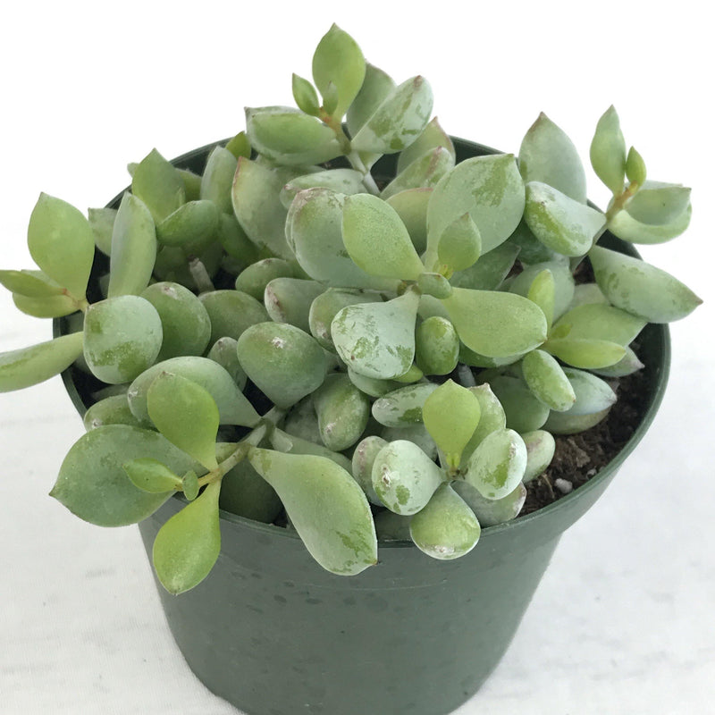 Cotyledon pendens - 4” - Zensability
