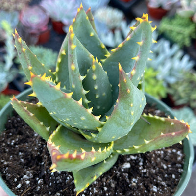 Aloe distans 'Jewelled Aloe' - 6” - Zensability