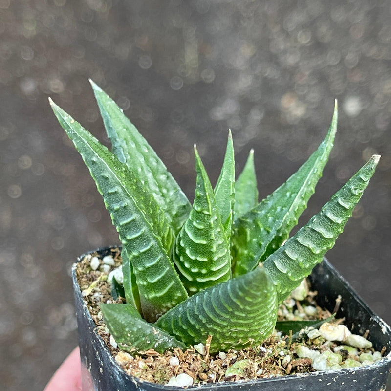 Haworthia limifolia hybrid - 2” - Zensability