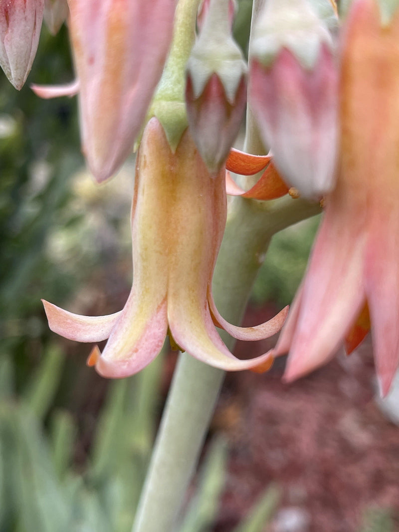 fingertips succulent Succulent Cuttings - Unrooted Cotyledon 'Long Fingers'