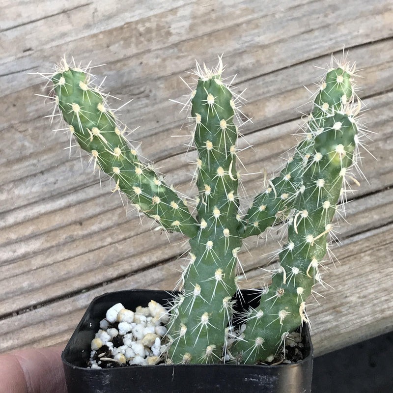 Cylindropuntia ‘Cholla Cactus’ - 2 INCH - Zensability