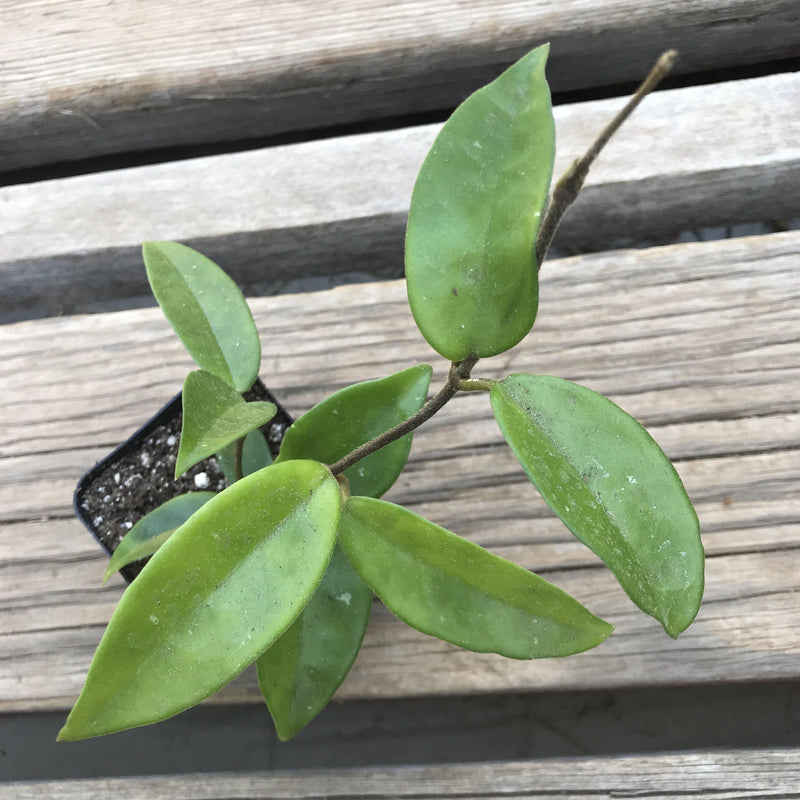 Hoya carnosa - 2.5" - Zensability