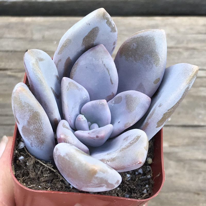 Graptopetalum pentandrum &