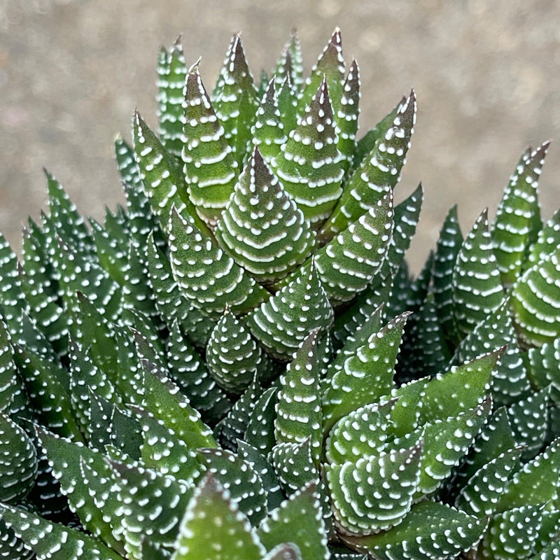 Haworthia coarctata - multi-head - 4” - Zensability