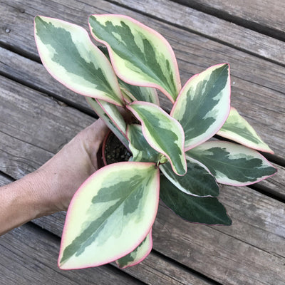 Zensability Online Plant Nursery, Peperomia ginny 'Rainbow Peperomia' live indoor house plant succulent, rooted, 4 INCH, Broad leaves with dark green middles, light green margins with pink blushing