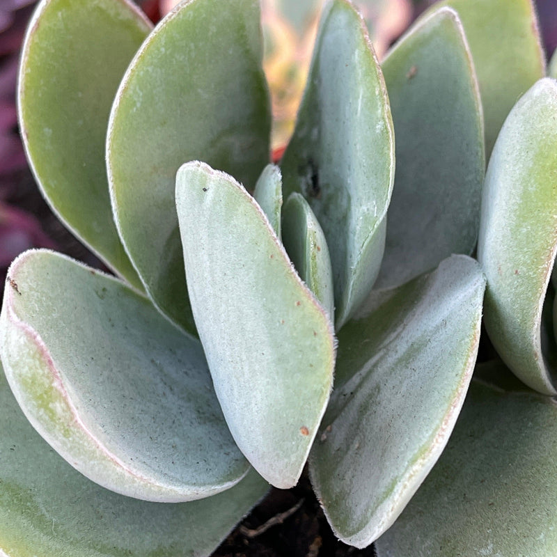 Crassula dubia double-head - 4 INCH - Zensability