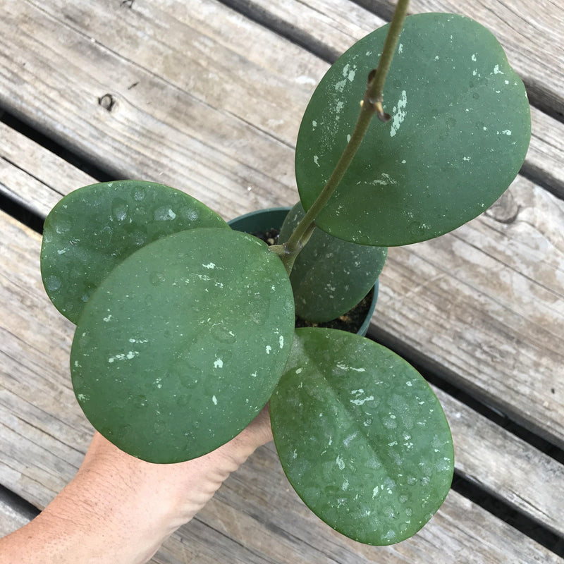 View of the large green leaves with white dashes in them. 