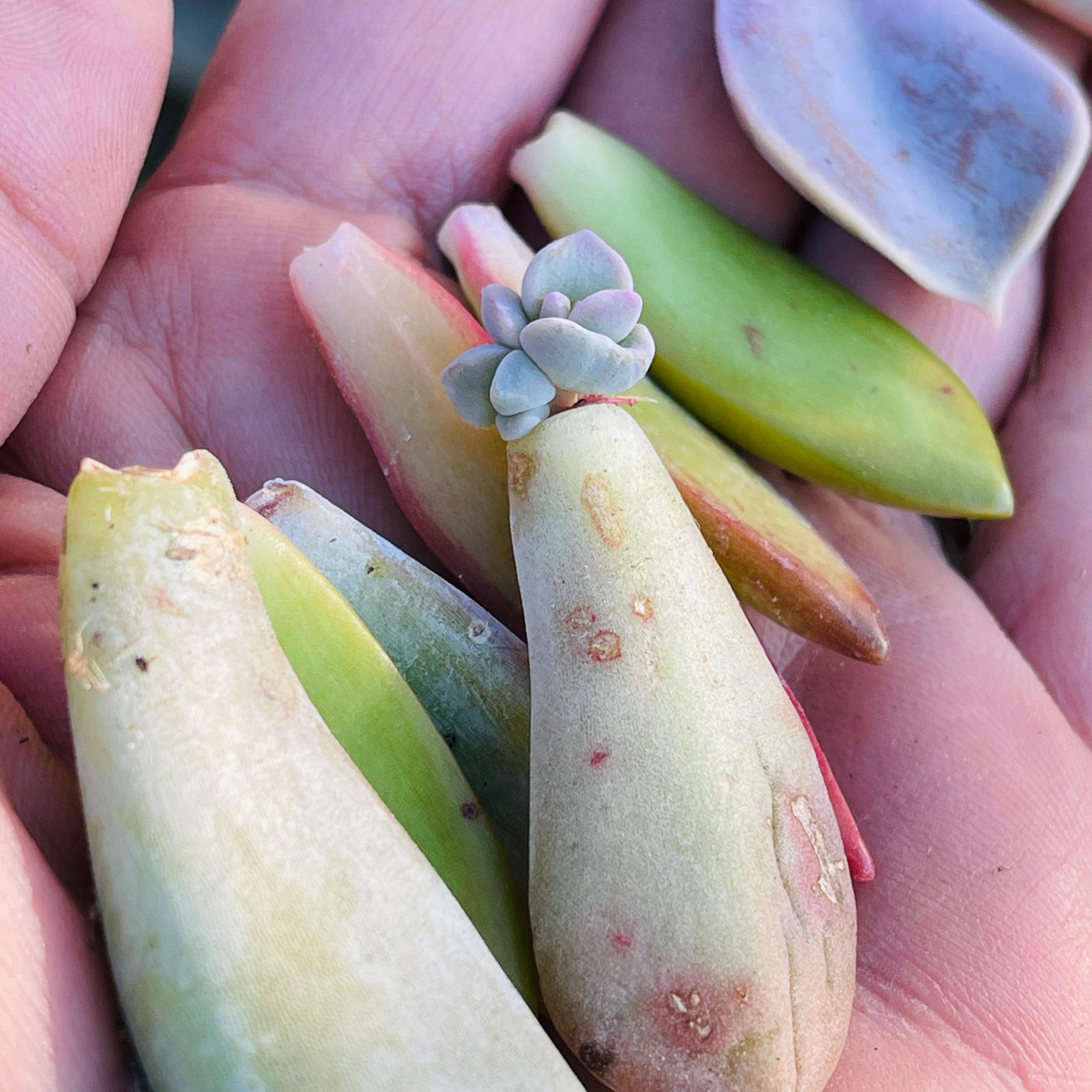 Succulent Leaves for Propogating - Easy-Care Succulents