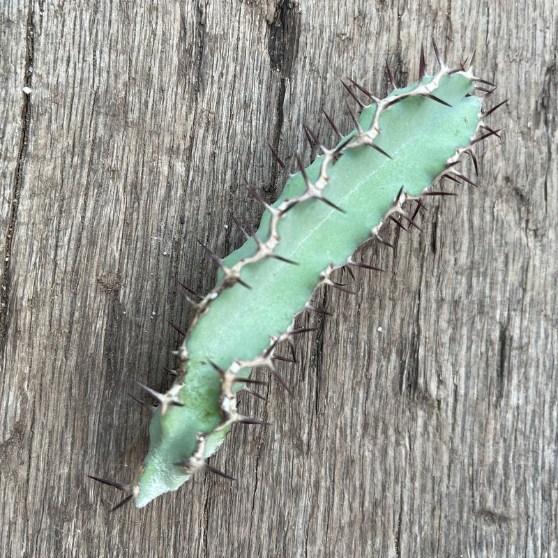 Cutting - Euphorbia coerulescens (3-4”) - Zensability
